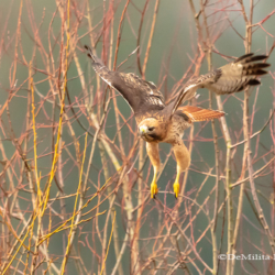 636 Red-tailed Hawk, Ridgefield NWR, WA