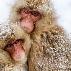 738 Snow Monkeys at Jigokudani Monkey Park, Nagano, Japan