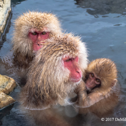 739 Snow Monkeys in a Hot Spring, Jigokudani Monkey Park, Nagano, Japan