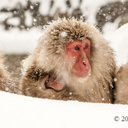 740 Snow Monkeys In Storm, Jigokudani Monkey Park, Nagano, Japan