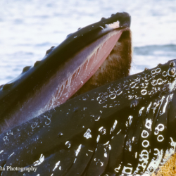 342 Humpback Whale Lunge Feeding, Icy Strait, AK