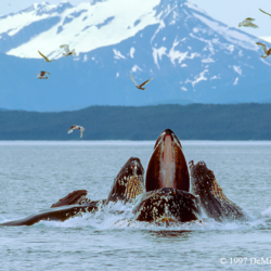 343 Humpback Whales Bubble Net Feeding, Icy Strait, AK