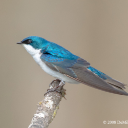 644 Tree Swallow, Union Bay Natural Area, WA