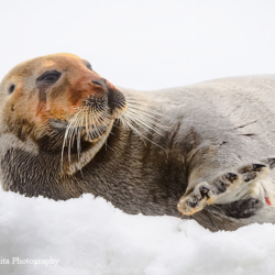 734 Bearded Seal, Svalbard, Norway