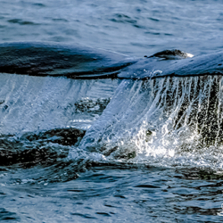 735 Whale's tail, Icy Strait AK
