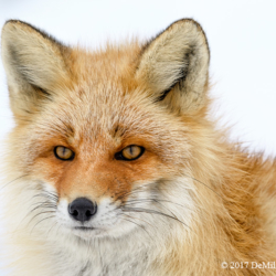 736 Ezo Red Fox, Shiretoko Peninsula, Hokkaido, Japan