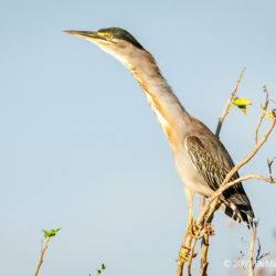 743 Striated Heron, Pantanal, Brazil