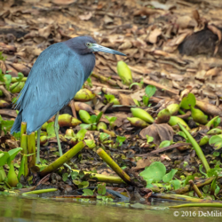 748 Little Blue Heron, Pantanal, Brazil