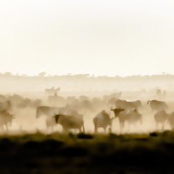 051 AF 1-9 Wildebeest and Zebra in the Dust, Amboseli NP, Kenya