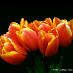 072 Tulip Bouquet, Mercer Island, WA