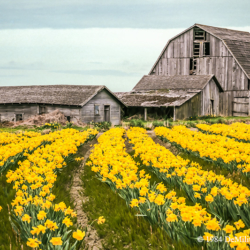 073 Daffodils and Barn, Skagit Valley, WA