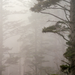 098 Tree in Fog, Ecola State Park, OR