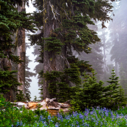 104 Lupine in Trees, Mt. Rainier NP, WA