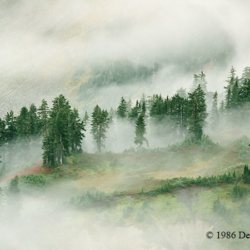 120 Trees Floating in the Clouds, Artists Point, Mt Baker Ski Area, WA