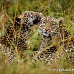129 AF 2-1 Leopards, Masai Mara, Kenya