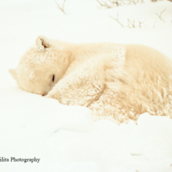 214 Polar Bear in a Snowstorm, Churchill, Manitoba, Canada