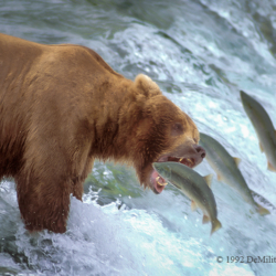 grizzly catching leaping salmon