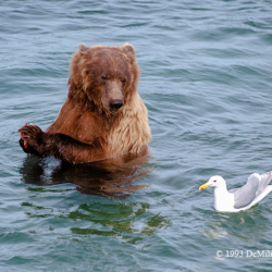 Brown Bear, gull, McNeil River, Alaska