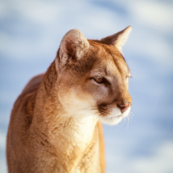 283 Cougar Portrait, Montana (Controled)
