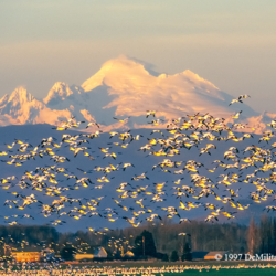 323 Snow Geese and Mt Baker, Skagit Valley, WA