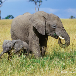 335 Elephants, Mom and Baby, Masai Mara, Kenya