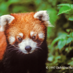339 Red Panda, Wolong Reserve, Sichuan, China