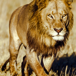 411 Lion, Okavango Delta, Botswana