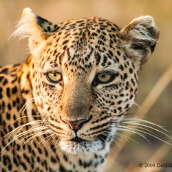546 Leopard Portrait, Masai Mara, Kenya
