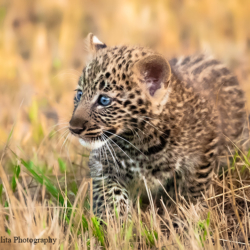 547 Leopard Cub, Masai Mara, Kenya
