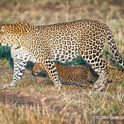 548 Leopard with Cub, Masai Mara, Kenya