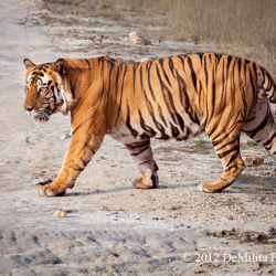 Tiger, Bandhavgarh NP, India