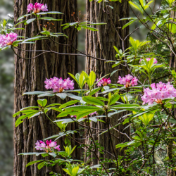 Redwood and Rhododendron, Redwood NP, CA