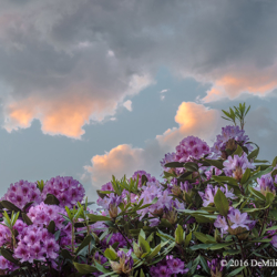 585 Rhododendron At Sunset, Mercer Island, WA