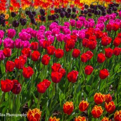 587 Tulips of Many Colors, Roosengarde, Skagit Valley, WA