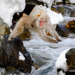  Snow Monkey Jumping the Falls, Jigokudani Monkey Park, Nagano, Japan