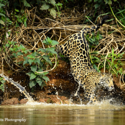 592 Jaguar Diving, Pantanal, Brazil