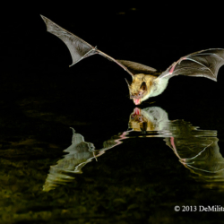 596 Bat Flying In For A Drink, Madera Canyon AZ