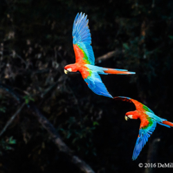 Red and Green Macaw, Pantanal, Brazil
