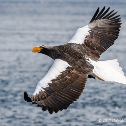 Stellers Sea Eagle, Hokkaido, Japan
