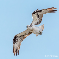 Osprey, Union Bay Natural Area, WA