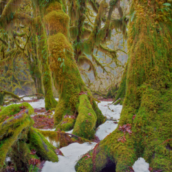 Hall of Mosses, Hoh Rain Forest, Olympic NP, WA