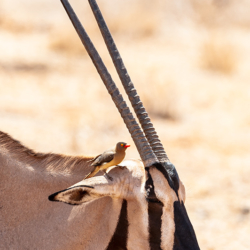 674 Beisa Oryx and Red-billed Oxpecker, Samburu National Reserve, Kenya