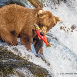 678 Brown Bear Catching Sockeye Salmon, Brooks Falls, Katmai NP, AK