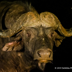 681 Cape Buffalo, Zimanga Reserve, South Africa