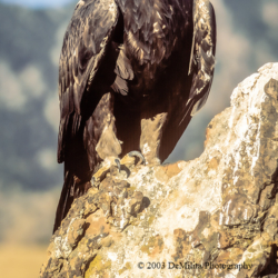 683 Golden Eagle, Aurora, CO