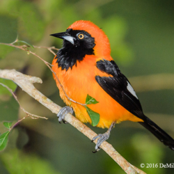 684 Orange-backed Troupial, Pantanal, Brazil