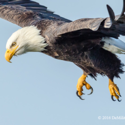 685 Bald Eagle Takeoff, Discovery Park, WA