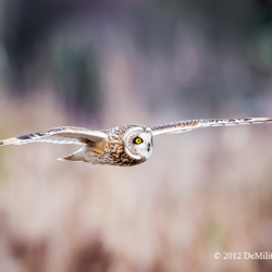 688 Short-eared Owl, Skagit Valley, WA