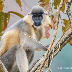 689 Capped Langur Monkey, Kaziranga NP, India