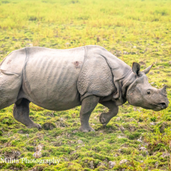 690 Greater One-horned Rhinoceros, Kaziranga NP, India